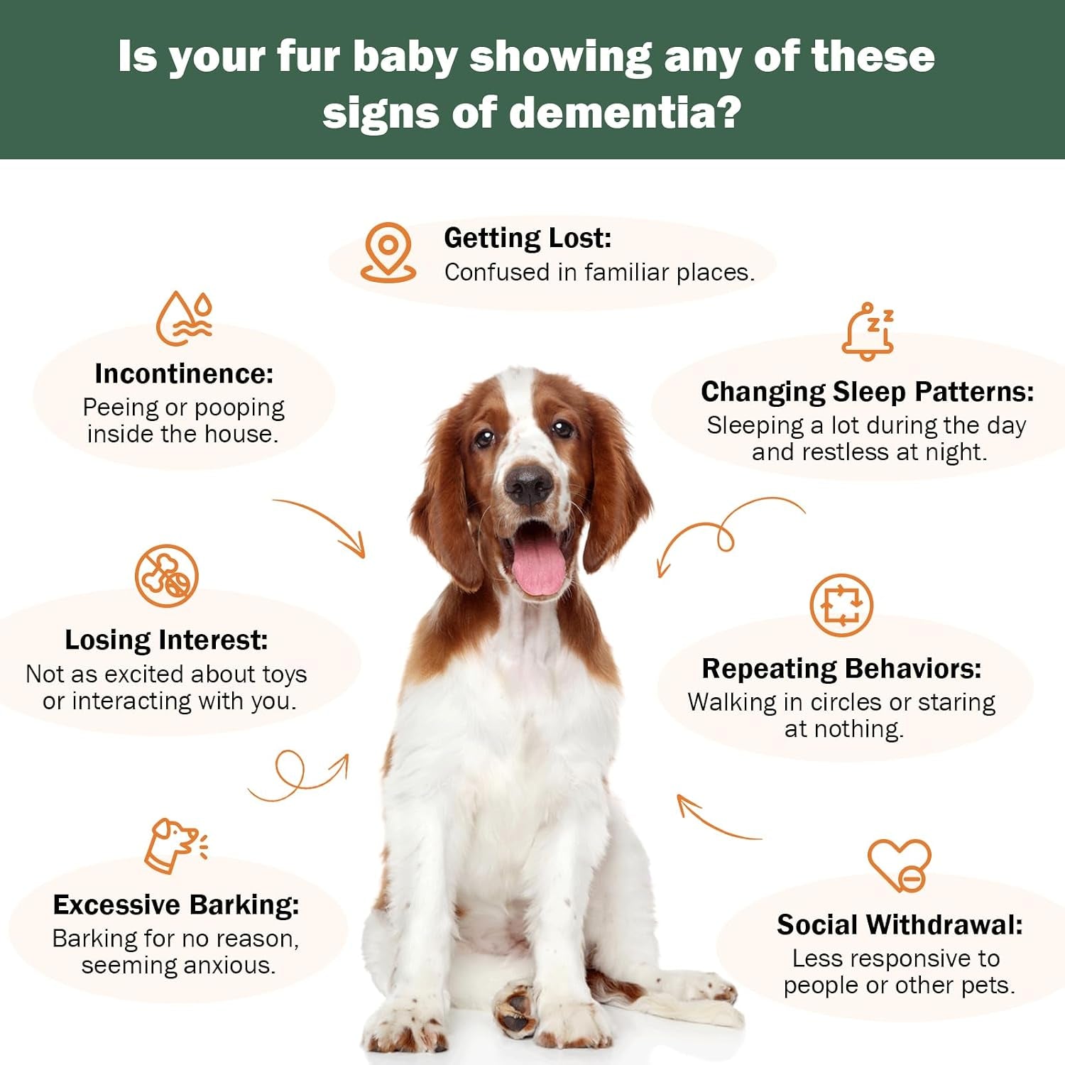 Senior Dog Supplements for Brain Health & Nervous System Support, Mushroom Supplement for Dogs, Dementia Supplement for Calming & Relaxation, Addresses Getting Lost, Social Withdrawal - 59 ML