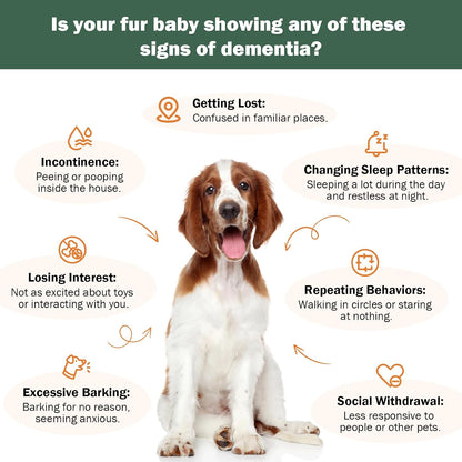 Senior Dog Supplements for Brain Health & Nervous System Support, Mushroom Supplement for Dogs, Dementia Supplement for Calming & Relaxation, Addresses Getting Lost, Social Withdrawal - 59 ML